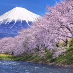Pohon Bunga Sakura