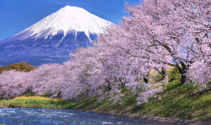 Pohon Bunga Sakura